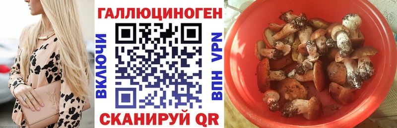 Псилоцибиновые грибы Cubensis  Бор 